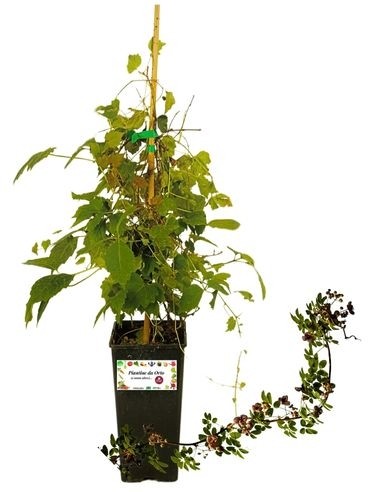 Akebia Quinata Vase 1,5 L
