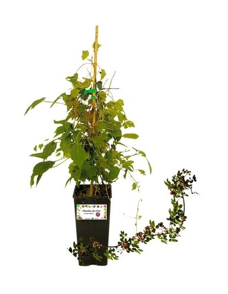 Akebia Quinata Vase 1,5 L