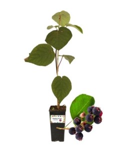 Amelanchier PERO CORVINO  Honeywood Vaso 1,5 L