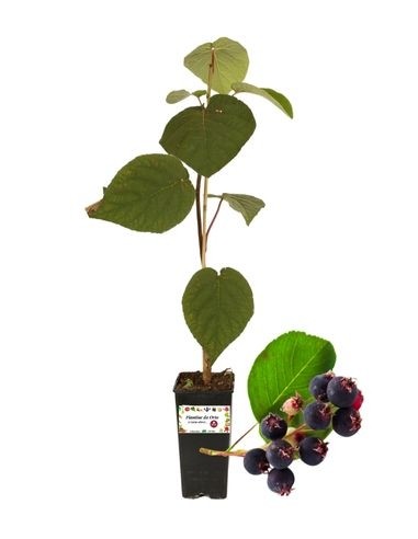 Amelanchier PERO CORVINO Honigholzglas 1,5 l