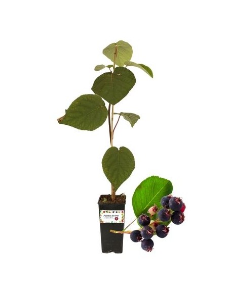 Amelanchier PERO CORVINO  Honeywood Vaso 1,5 L