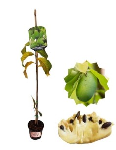 Asmina Trilobata (Bergbanane) 1,5-Liter-Topf