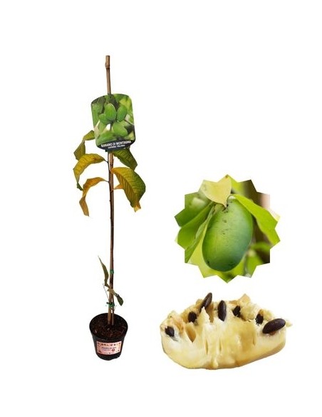 Asmina Trilobata (Bergbanane) 1,5-Liter-Topf