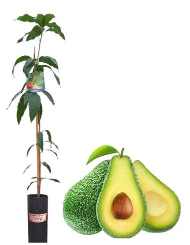 Avocado - Persea Americana 3 L Glas