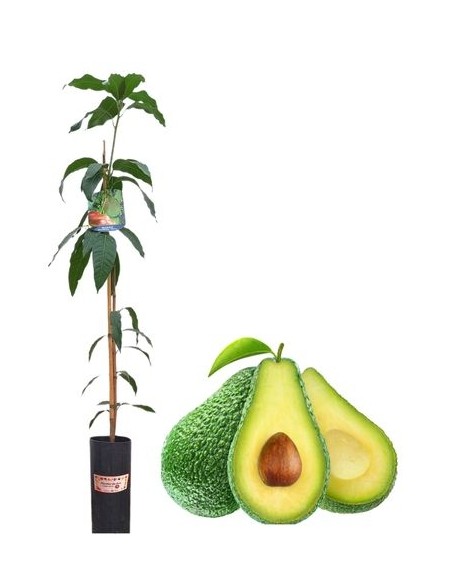 Avocado - Persea Americana 3 L Glas