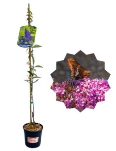 Schmetterlingsstrauch (Buddleja davidii) im Topf, 1,5 l