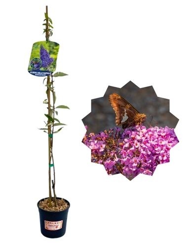 Albero delle Farfalle Buddleja davidii Vaso 1, 5 L