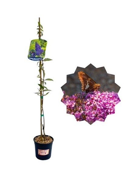Albero delle Farfalle Buddleja davidii Vaso 1, 5 L
