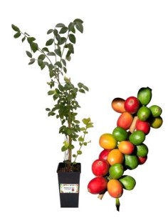 Kaffeebaum (Gymnocladus dioicus) – 2-Liter-Topf