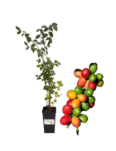 Albero del Caffè - Gymnocladus Dioicus Vaso 2L