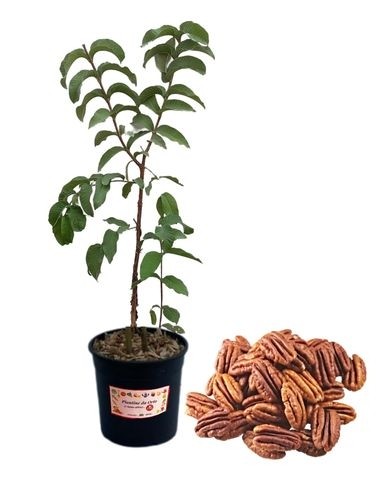 Noce Pecan Carya Illinoinensis Vaso 14
