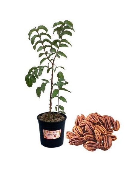 Noce Pecan Carya Illinoinensis Vaso 14
