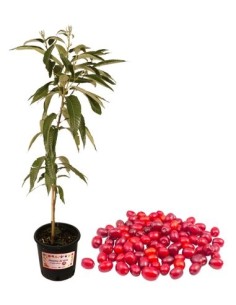 Hartriegel - Cornus Mas Vase 14