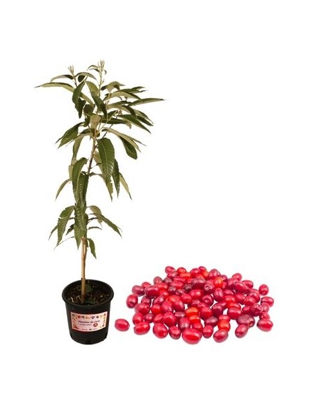 Corniolo - Cornus Mas Vaso 14