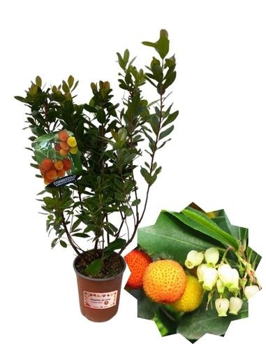 Erdbeerbaum
