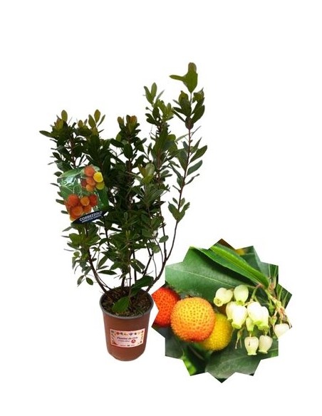 Erdbeerbaum