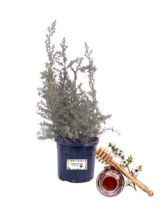 Manuka-Honigpflanze Leptospermum Scoparium Topf 14
