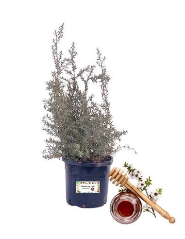 Manuka-Honigpflanze Leptospermum Scoparium Topf 14