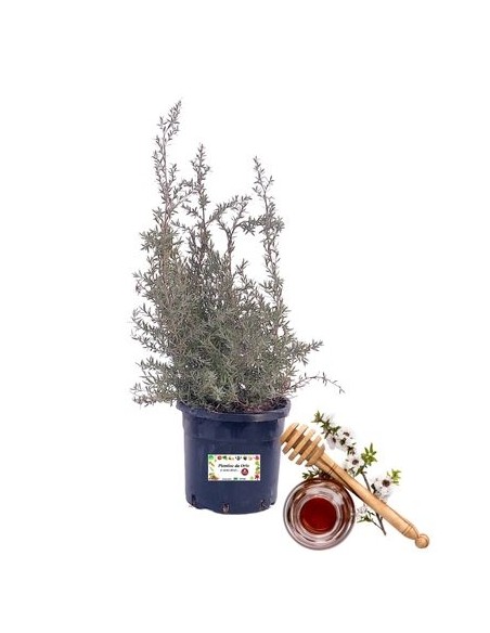 Manuka-Honigpflanze Leptospermum Scoparium Topf 14