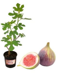 Bonsai-Feige Ficus Carica 2 L Topf