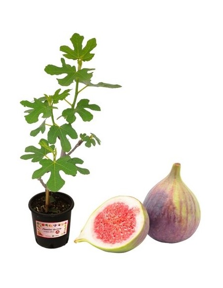Fico Bonsai Ficus Carica Vaso 2 L
