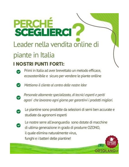 Fico Bonsai Ficus Carica Vaso 2 L