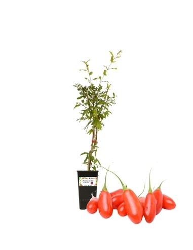 Goji (rot) 1,5-Liter-Glas