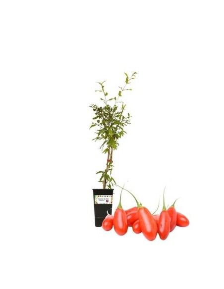 Goji (rot) 1,5-Liter-Glas