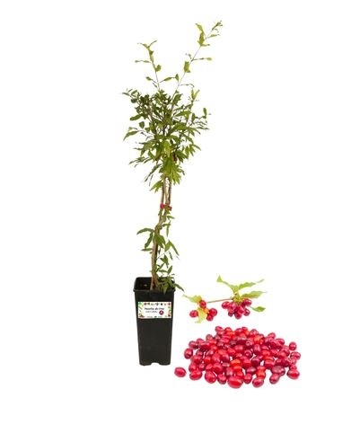 Japanisches Goumi (Korallenbaum) 2-Liter-Glas