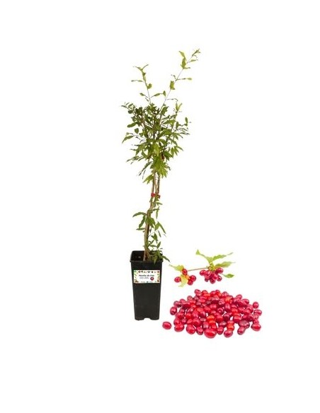 Goumi del Giappone (albero del corallo) Vaso 2 L