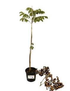 Albero della Uva Passa - Hpvenia Dulcis Vaso 14