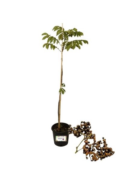 Albero della Uva Passa - Hpvenia Dulcis Vaso 14