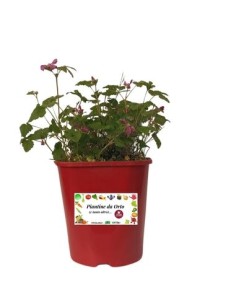 Pianta dell'immortalità  - Gymnostemma Pentaphyllum Vaso 10