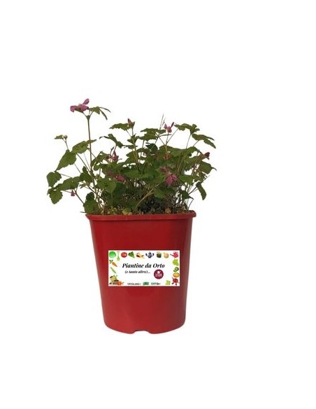 Pianta dell'immortalità  - Gymnostemma Pentaphyllum Vaso 10