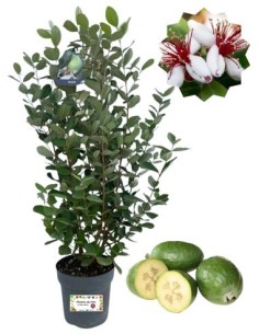Feijoa Topf 18