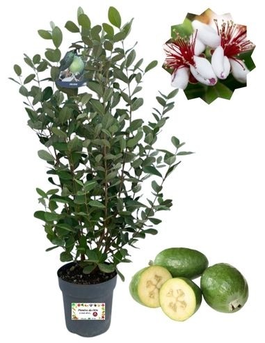 Feijoa Topf 18