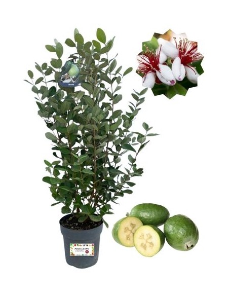 Feijoa Vaso 18