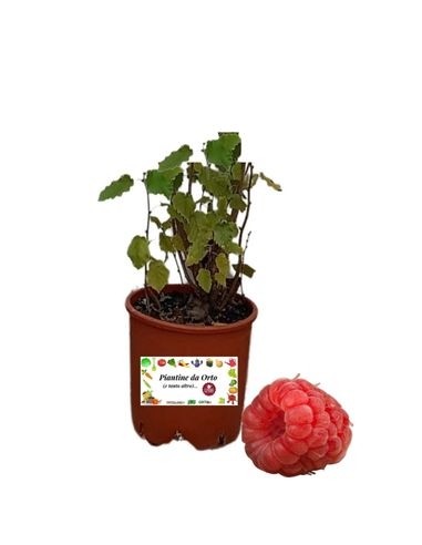 Himbeer-Erdbeer-Rubus-Illecebrosus-Vase 18