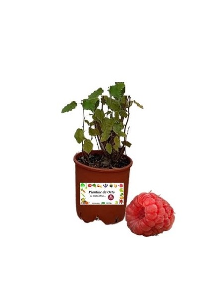 Lampone Fragola Rubus Illecebrosus Vaso 18