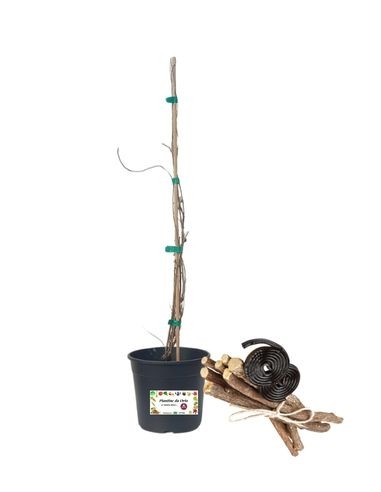 Lakritzglas 1,5 l