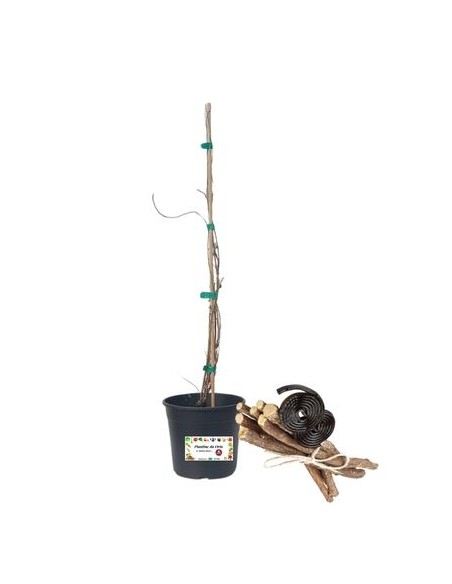 Lakritzglas 1,5 l