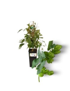 Luppolo - Humulus Lupulus Vaso 2 L