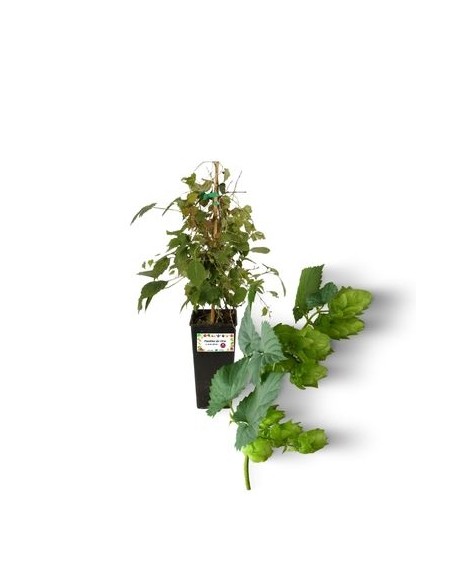 Luppolo - Humulus Lupulus Vaso 2 L