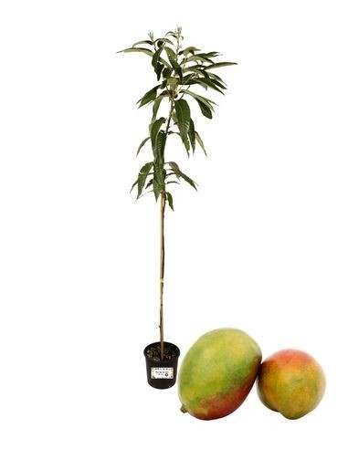 Mango - Mangifera Indica 3 L Topf