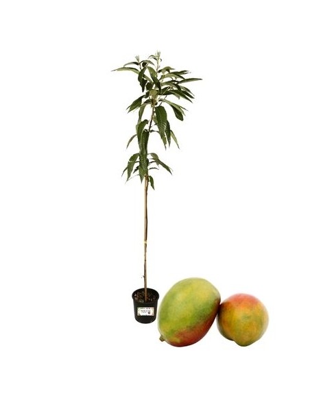 Mango - Mangifera Indica 3 L Topf