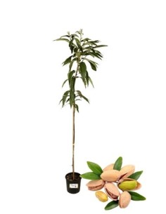 Pistacchio Femmina Vaso fitocella 