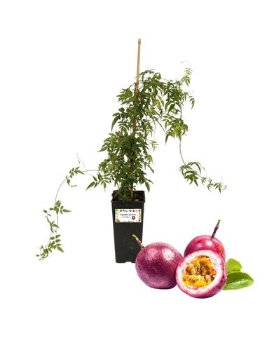 Passionsfrucht - Passiflora Edulis - Maracuja 2...