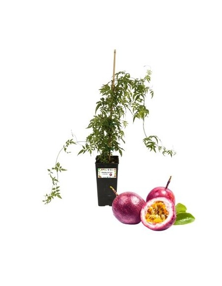 Passionsfrucht - Passiflora Edulis - Maracuja 2 L Glas