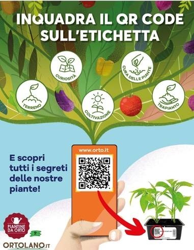 Frutto della Passione - Passiflora Edulis -...