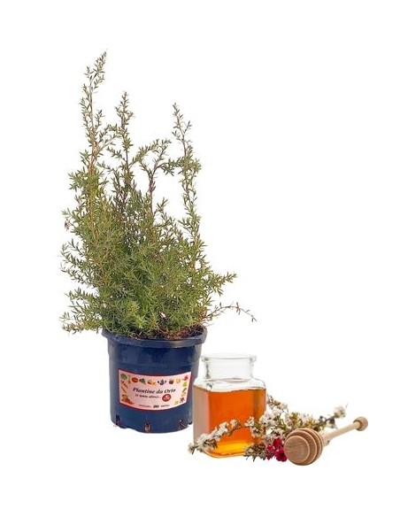 Evodia Danielli - Albero del Miele Vaso 1,5 L
